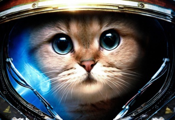 Котики в космосе: спасение или угроза?
